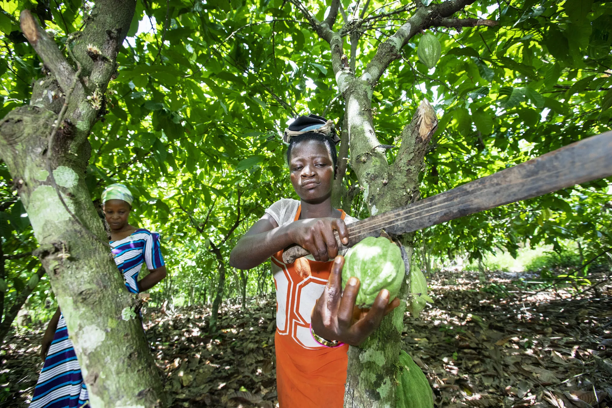 Faustina and her stepmother harvest cocoa near their home.